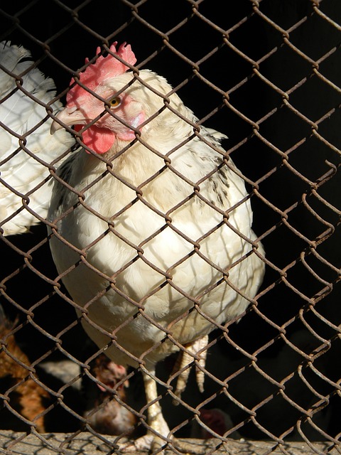 人文的完美 人文的完美