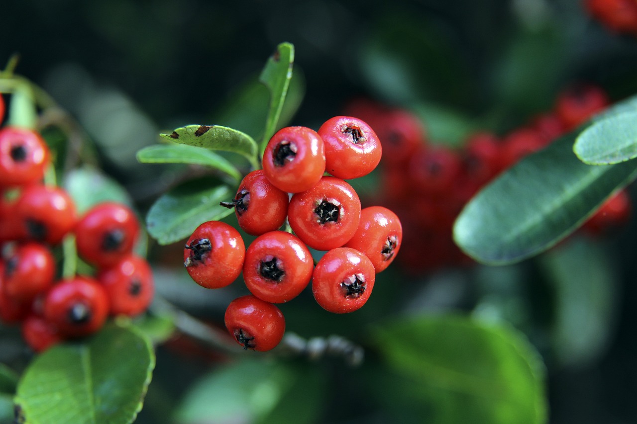 中落败于拜 中落败于拜